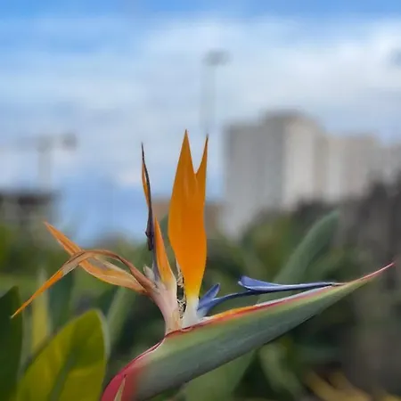 Traveler's With Sea View, Free Coffee & Parking * Бенидорм